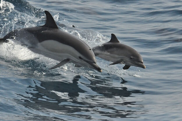 Dolphins at Bowman's Beach on Sanibel Island FL