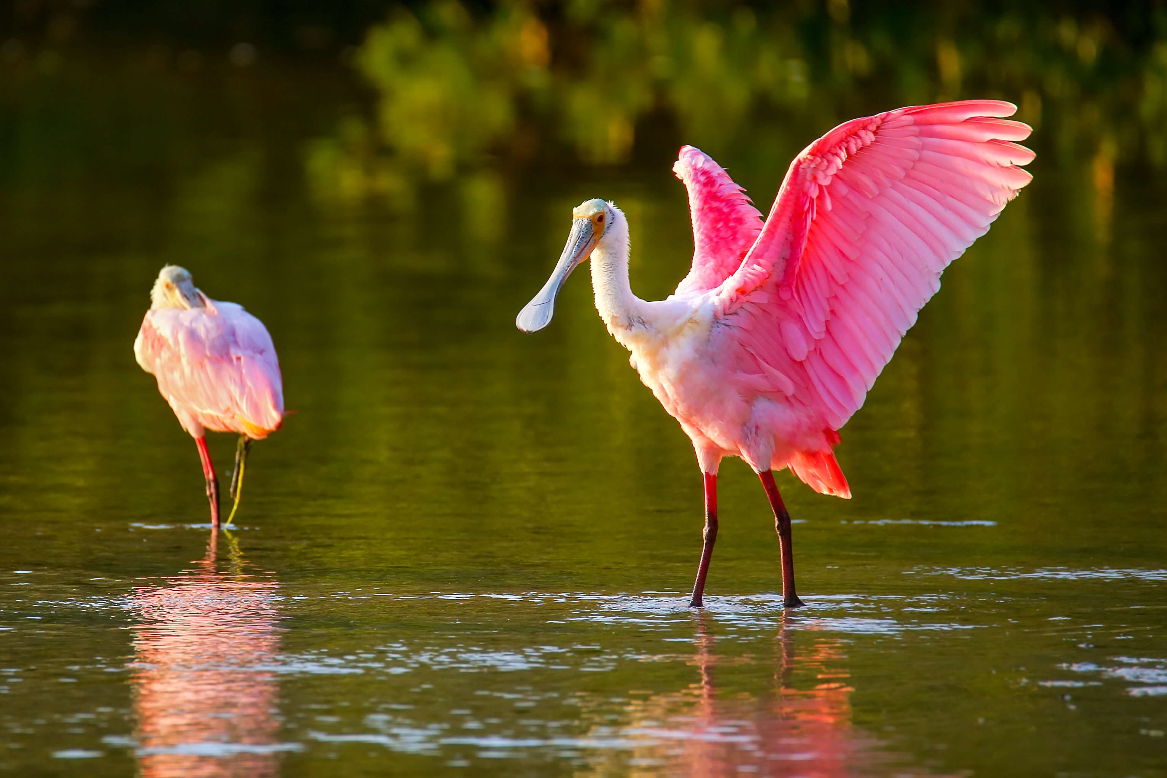 Wildlife Refuge