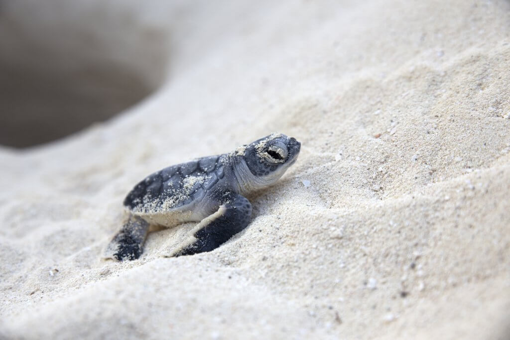 It’s Sea Turtle Nesting Season on Sanibel Island