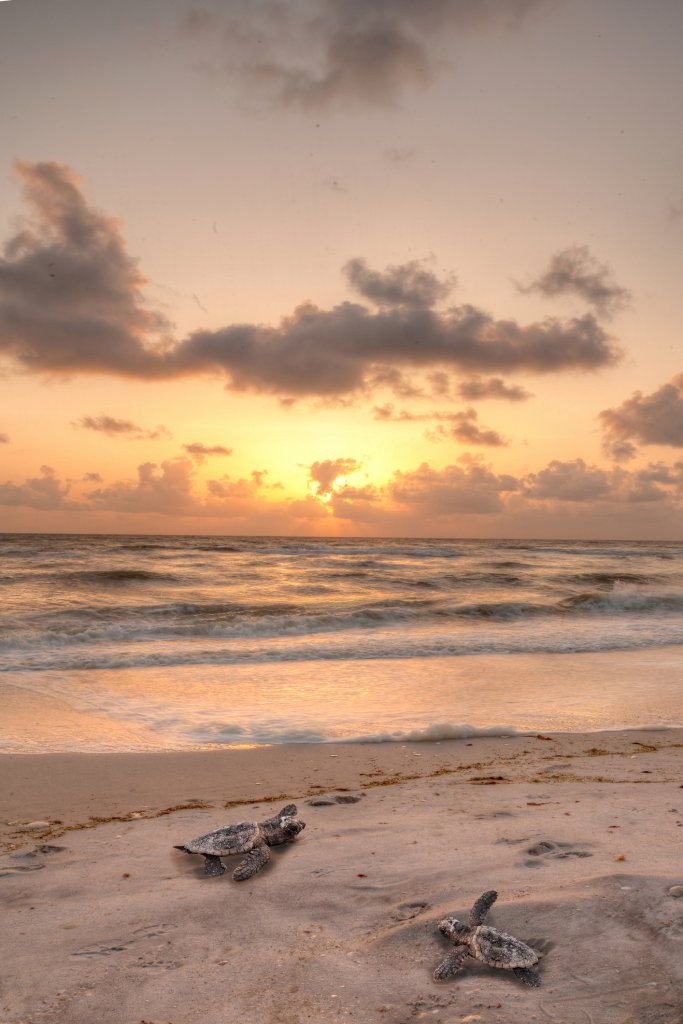 It’s Sea Turtle Nesting Season on Sanibel Island