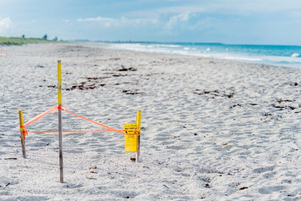 It’s Sea Turtle Nesting Season on Sanibel Island