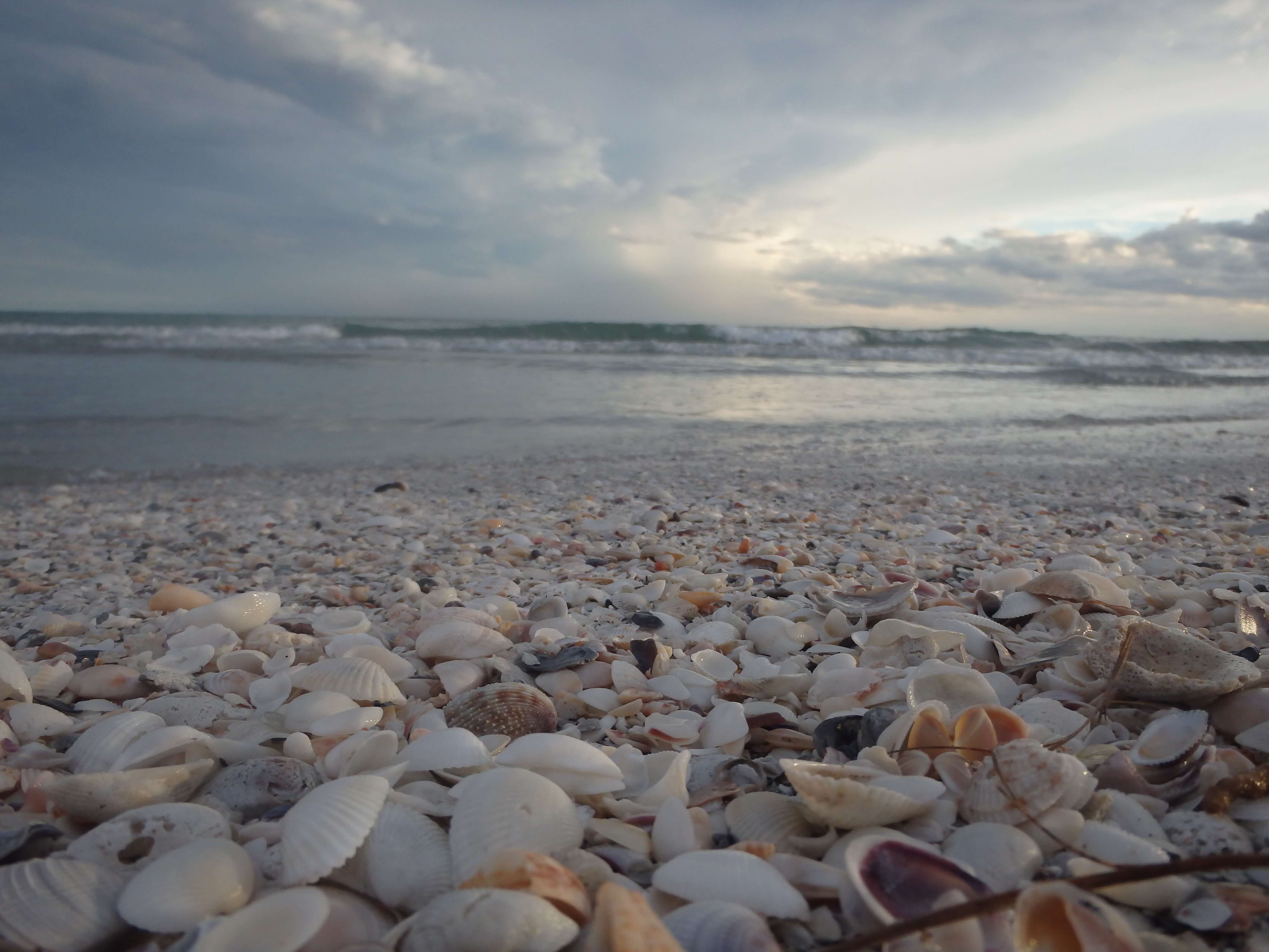 Visit Sanibel Island to Find Amazing Shells