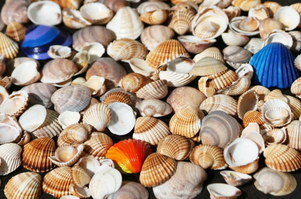 The Painted Shells on Sanibel Island