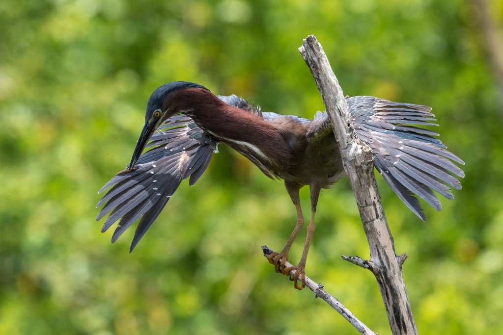 3 Bike Trails to Explore on your Next Vacation to Sanibel Island