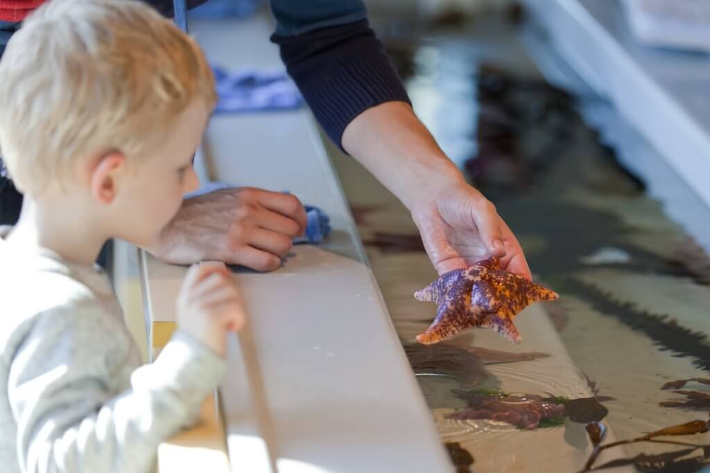 father showing starfish to his little son